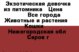 Экзотическая девочка из питомника › Цена ­ 25 000 - Все города Животные и растения » Кошки   . Нижегородская обл.,Саров г.